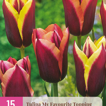 X 15 TULIPA MY FAVOURITE TOPPING 11/12