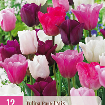 X 12 TULIPA PASTEL MIX 11/12