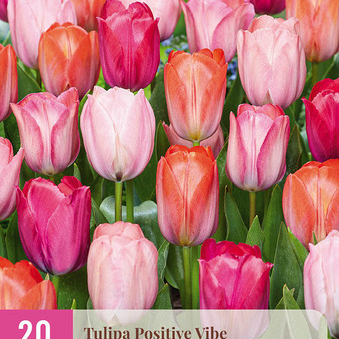 X 20 TULIPA POSITIVE VIBE 11/12