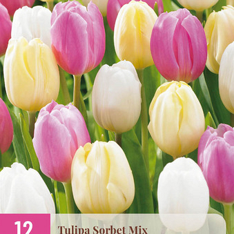X 12 TULIPA SORBET MIX 11/12