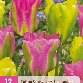 X 12 TULIPA STRAWBERRY LEMONADE 11/12