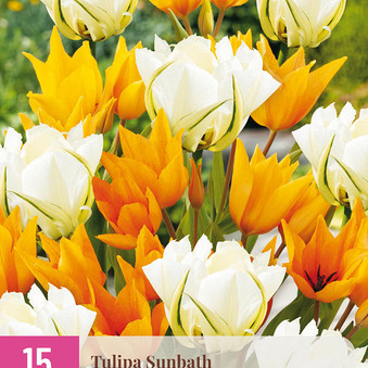X 15 TULIPA SUNBATH I