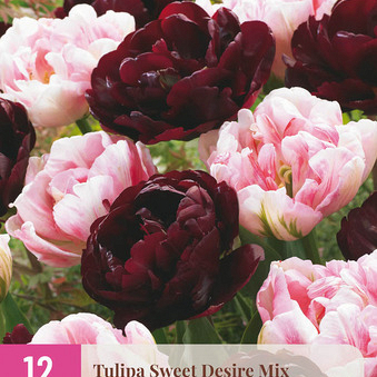 X 12 TULIPA SWEET DESIRE MIX 11/12