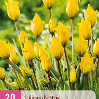 X 20 TULIPA SYLVESTRIS 5/6