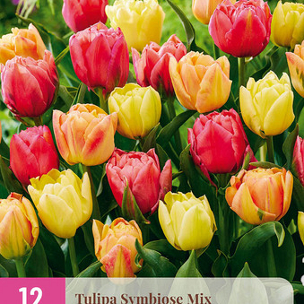 X 12 TULIPA SYMBIOSE MIX 11/12
