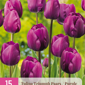 X 15 TULIPA TRIUMPH PAARS 11/12