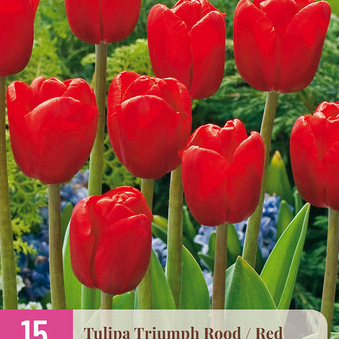X 15 TULIPA TRIUMPH ROOD 11/12