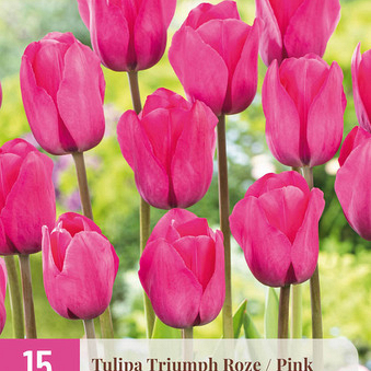 X 15 TULIPA TRIUMPH ROZE 11/12
