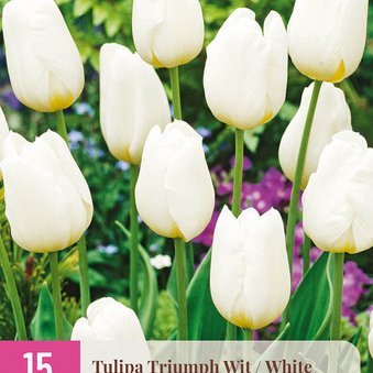 X 15 TULIPA TRIUMPH WIT 11/12
