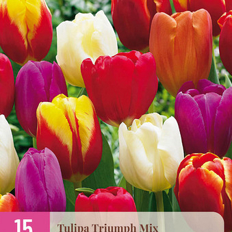X 15 TULIPA TRIUMPH MIX 11/12