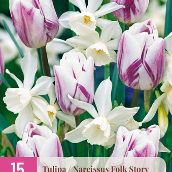 X 15 TULIPA / NARCISSUS FOLK STORY I