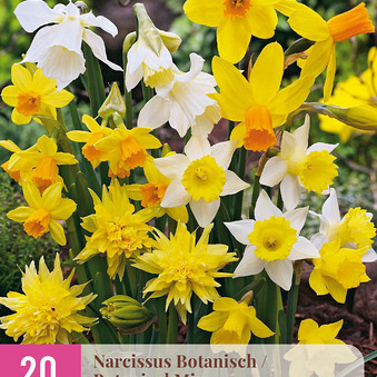 X 20 NARCISSUS BOTANISCH MIX 10/12