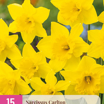 X 15 NARCISSUS CARLTON 12/14