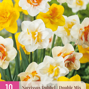 X 10 NARCISSUS DUBBEL MIX 12/14