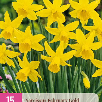 X 15 NARCISSUS FEBRUARY GOLD 10/12
