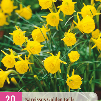 X 20 NARCISSUS GOLDEN BELLS 6/8
