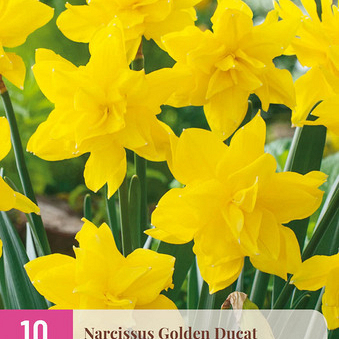 X 10 NARCISSUS GOLDEN DUCAT 12/14