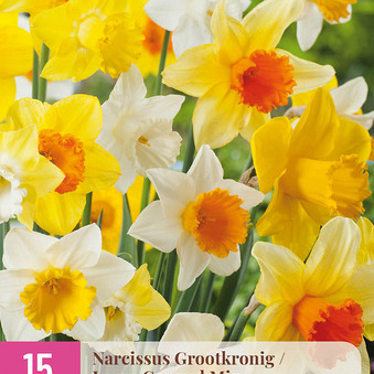 X 15 NARCISSUS GROOTKRONIG MIX 12/14