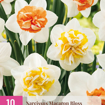 X 10 NARCISSUS MACARON BLOSS 12/14