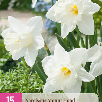 X 15 NARCISSUS MOUNT HOOD  10/12