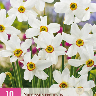 X 10 NARCISSUS RECURVUS 12/14