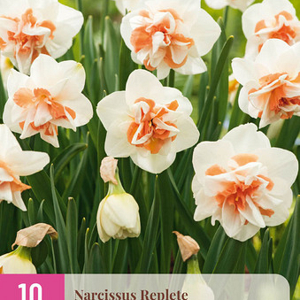 X 10 NARCISSUS REPLETE 10/12