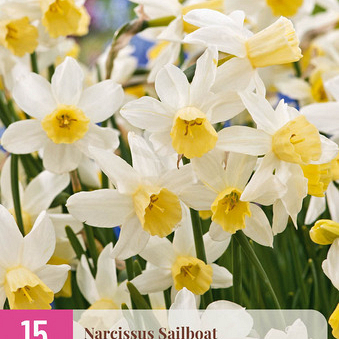 X 15 NARCISSUS SAILBOAT 10/12