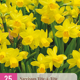 X 25 NARCISSUS  TETE-A-TETE 10/11
