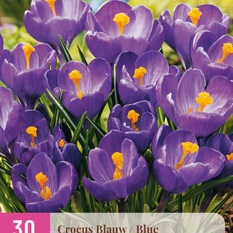 X 30 CROCUS BLAUW 7/8