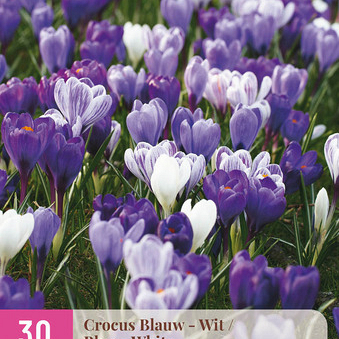 X 30 CROCUS BLAUW - WIT 7/8