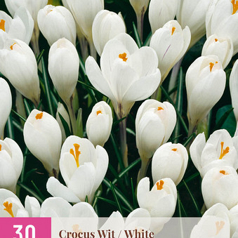 X 30 CROCUS WIT 7/8