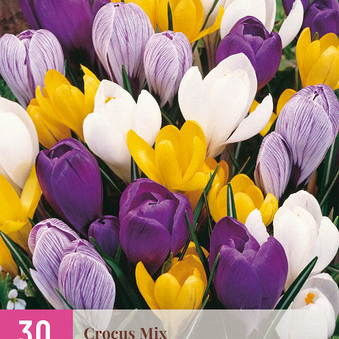 X 30 CROCUS GROOTBLOEMIG MIX 7/8