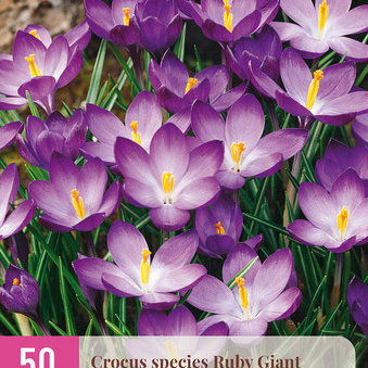 X 50 CROCUS SPECIES RUBY GIANT  5/+