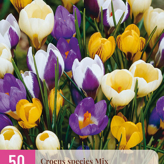 X 50 CROCUS SPECIES MIX 5/+