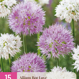 X 15 ALLIUM BEE LOVE 6/+