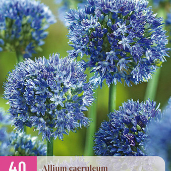X 40 ALLIUM CAERULEUM 4/5
