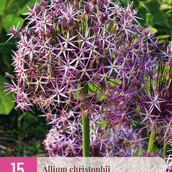 X 15 ALLIUM CHRISTOPHII 10/12