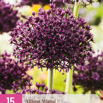 X 15 ALLIUM MIAMI 10/+