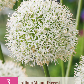 X   3 ALLIUM MOUNT EVEREST 16/18