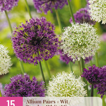 X 15 ALLIUM PAARS - WIT 10/12