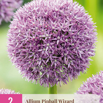 X   2 ALLIUM PINBALL WIZARD 18/20