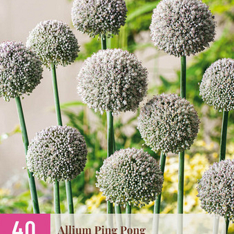 X 40 ALLIUM PING PONG 6/+