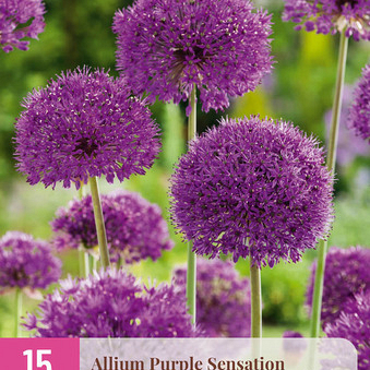 X 15 ALLIUM PURPLE SENSATION 10/12