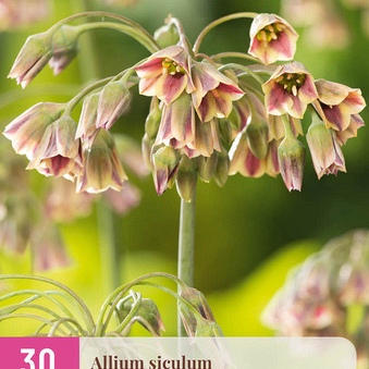 X 30 ALLIUM SICULUM 8/10