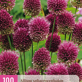 X 100 ALLIUM SPHAEROCEPHALON 5/6