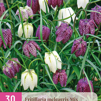 X 30 FRITILLARIA MELEAGRIS MIX 6/7