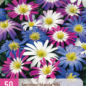 X 50 ANEMONE BLANDA MIX 4/5