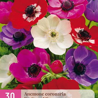 X 30 ANEMONE DE CAEN MIX   5/6