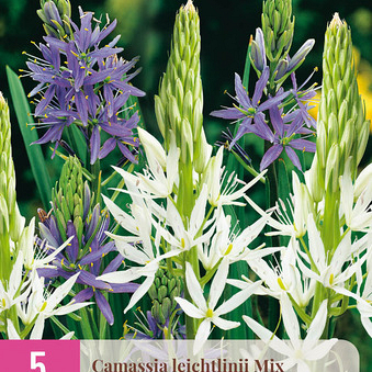 X   5 CAMASSIA LEICHTLINII MIX 12/14
