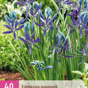 X 40 CAMASSIA QUAMASH 6/+